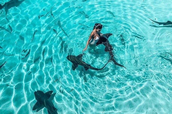 Come Swimming with SHARKS in Bavaro Punta Cana Dominican Republic