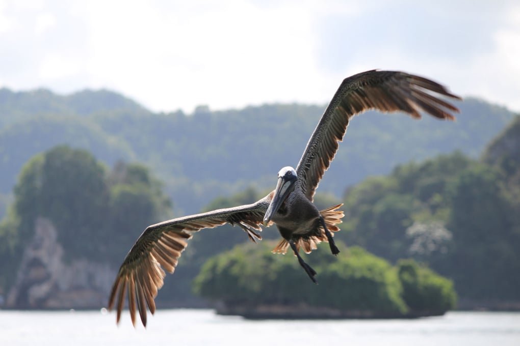 Haitises Park - Samana Eco Discovery Tour from Bavaro, Punta Cana Dominican Republic.