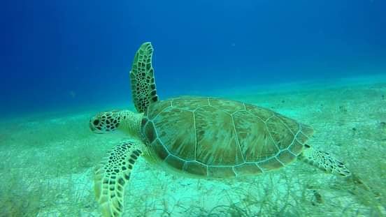 Do the Best Scuba Diving at Catalina Island from your hotel in Bavaro
